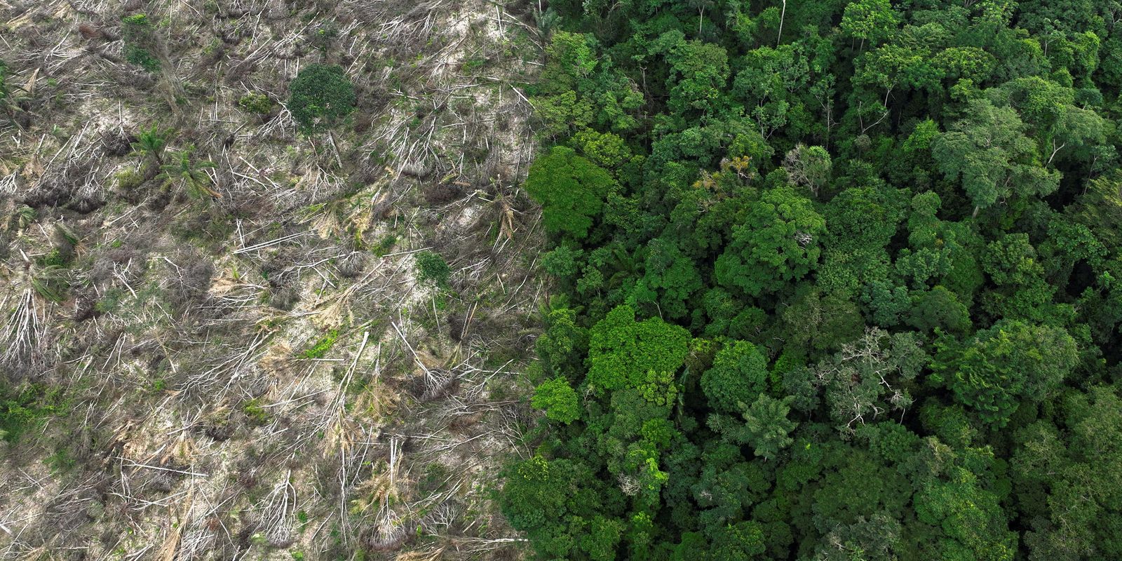 Alertas de desmatamento na Amazônia caíram 45,7% nos últimos 12 meses