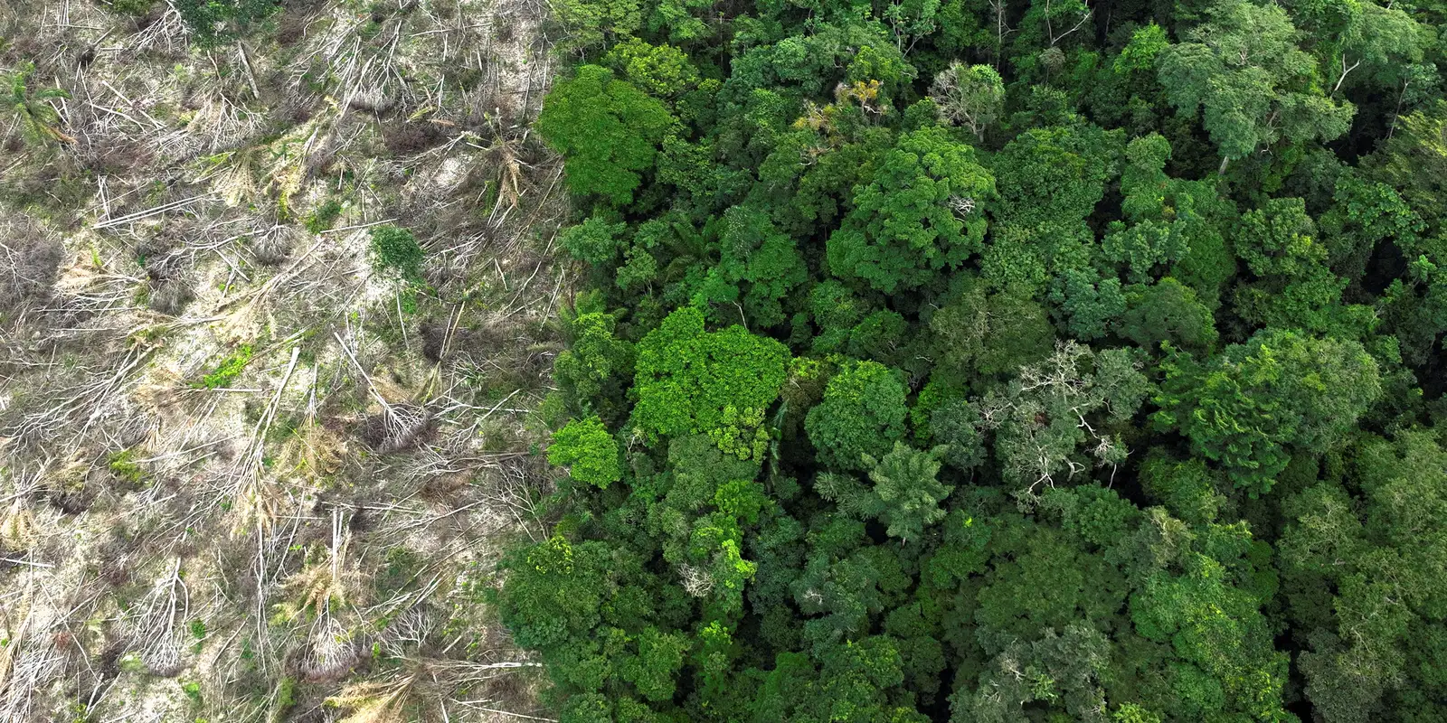 Desmatamento na Amazônia é o menor em seis anos