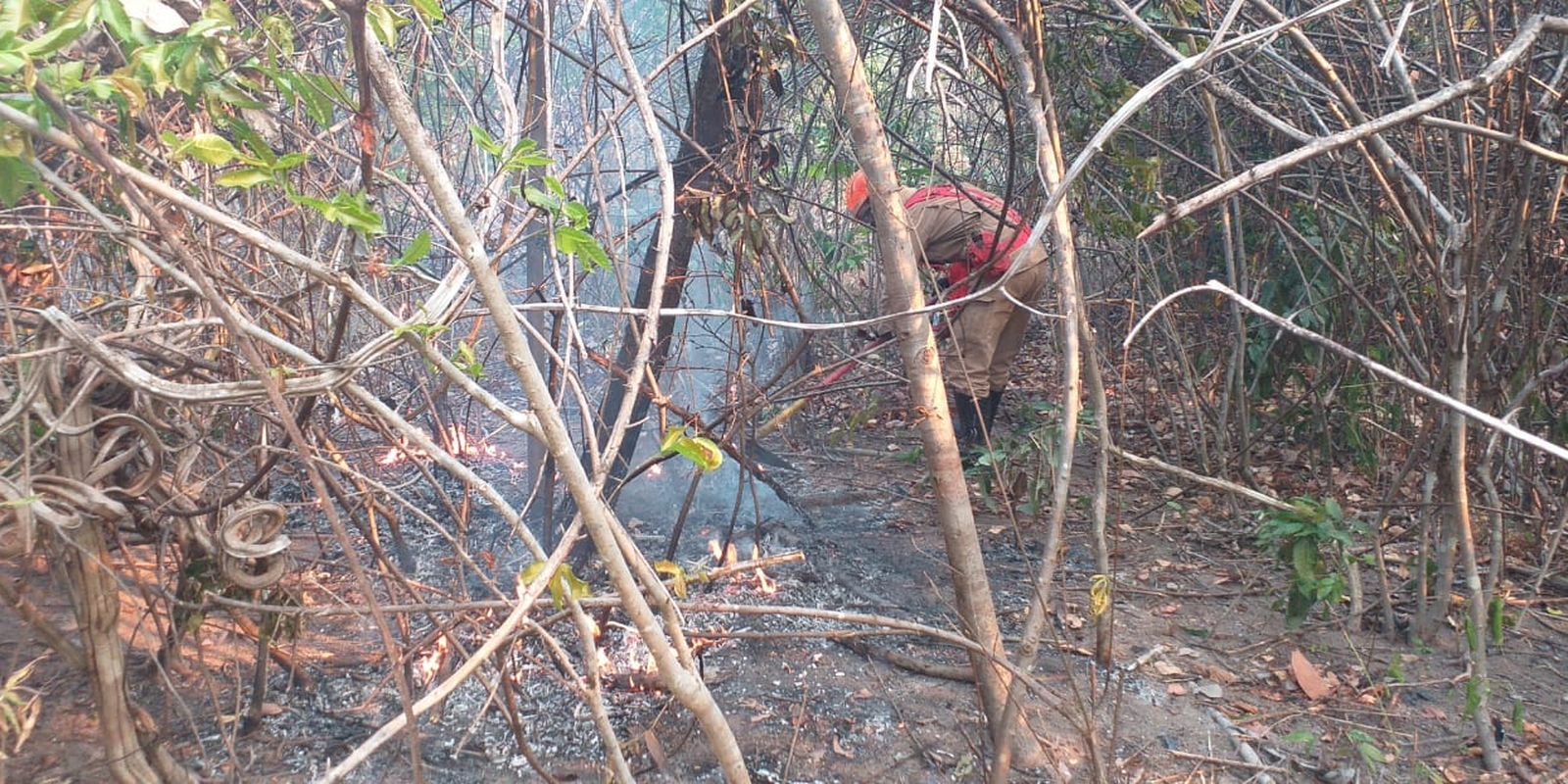 Incêndios queimaram mais de 10 mil hectares de florestas em Goiás