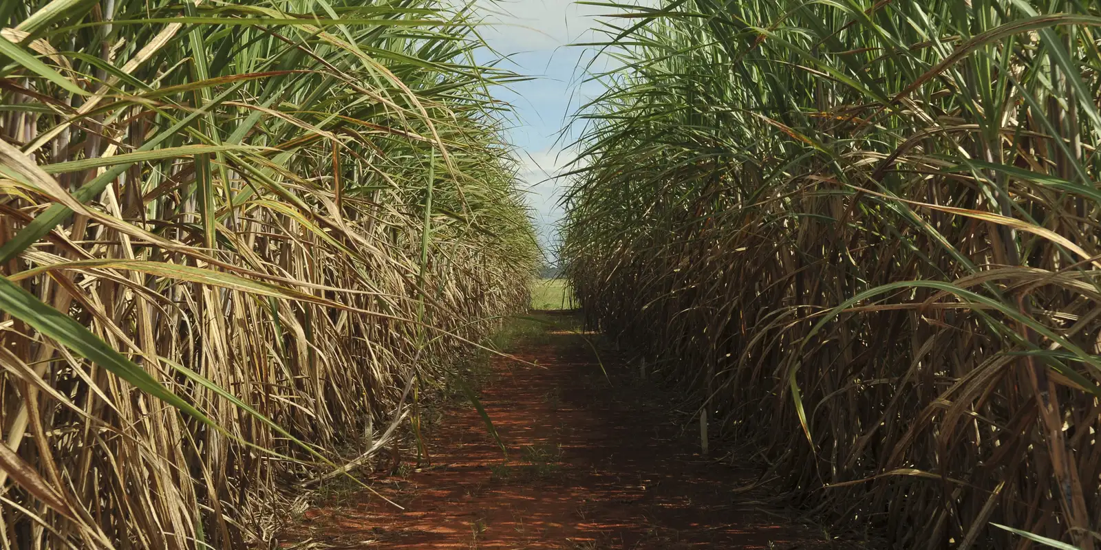 Seca extrema derruba produtividade de cana e usinas antecipam colheita