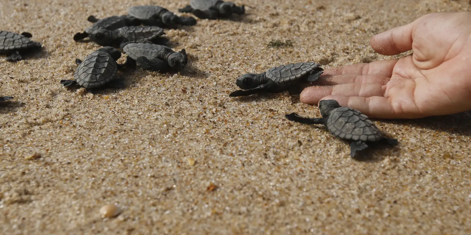 Campanha Encalhou orienta sobre resgate de animais marinhos