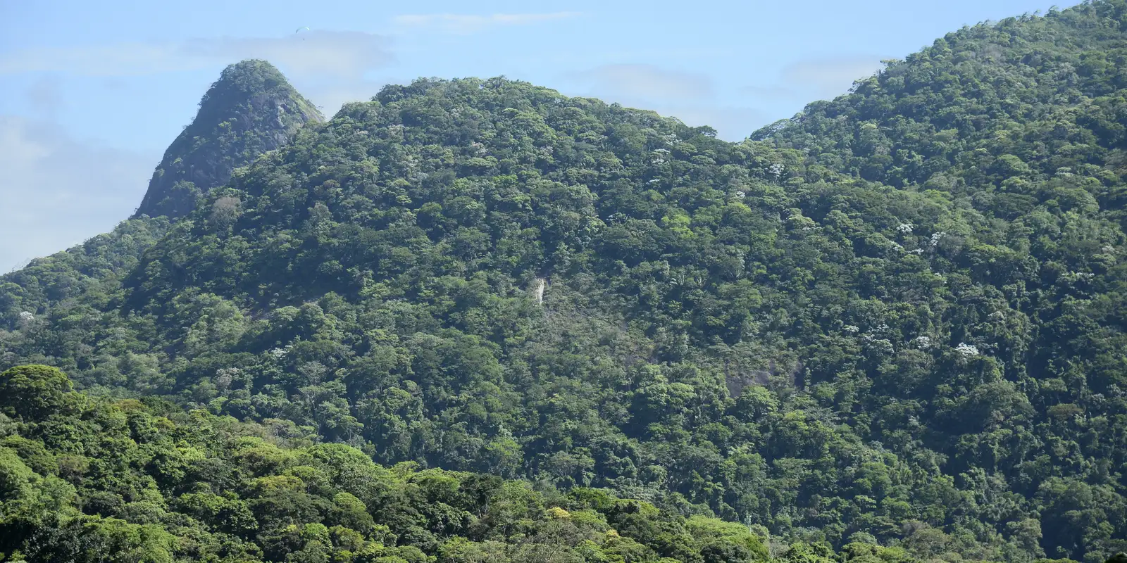 Mata Atlântica: 80% de espécies de árvores estão ameaçadas de extinção